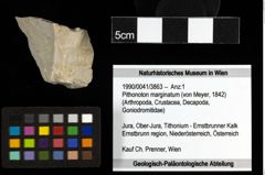 Foto (Objekt + Etiketten) von Pithonoton marginatum (von Meyer, 1842) 